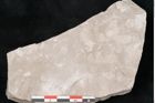 Foto (Detailansicht) von Dictyopteris brongniarti Gutb. (NHMW-GEO-2024-0188-10771)